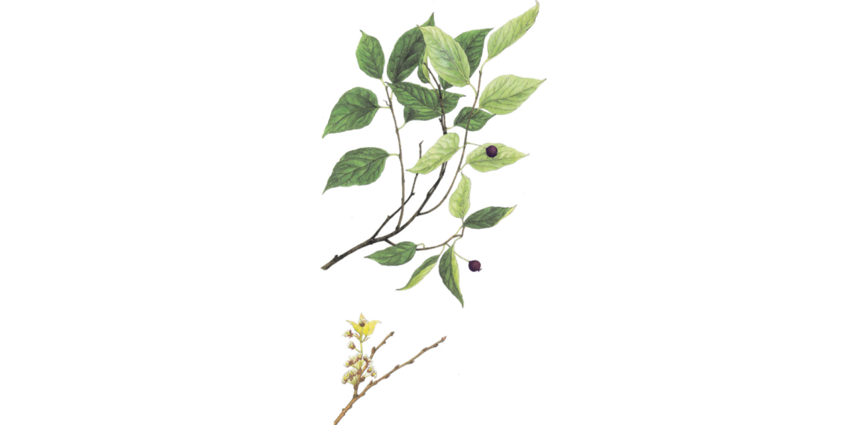 Bagolaro