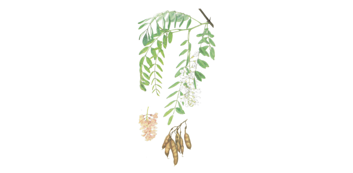 Robinia
